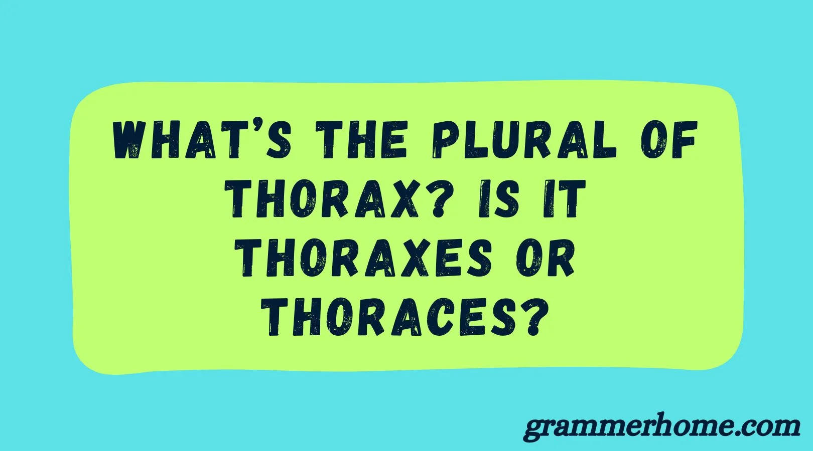 What’s the Plural of Thorax? Is it Thoraxes or Thoraces?